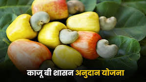 काजू बी अनुदान योजनेला सप्टेंबरपर्यंत मुदतवाढ