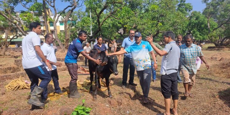 विहिरीत पडलेल्या पाड्याला जीवदान ! 