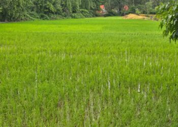 मत्स्यपालन, कुक्कूटपालन, कृषी पर्यटन शेतीला पूरक व्यवसायाची जोड